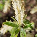 Salix glauca Flower