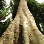 Xylopia cupularis Bark