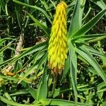 Aloe striatula ᱵᱟᱦᱟ