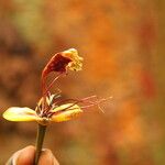 Afzelia bipindensis Flor