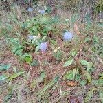 Succisa pratensis Hábito