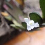 Angraecum aporoides Blomma