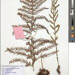 Asplenium loxoscaphoides Άλλα