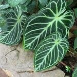 Anthurium crystallinum Hoja