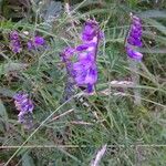 Vicia craccaKwiat