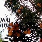 Sorbus domestica ഫലം