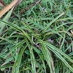 Carex morrowii पत्ता