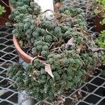 Monanthes subcrassicaulis Yeri