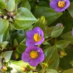 Exacum affine Flower