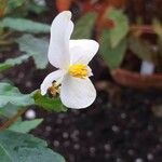 Begonia cubensis Blomst
