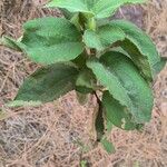 Cistus symphytifolius Feuille