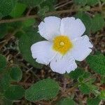 Cistus salviifolius Λουλούδι