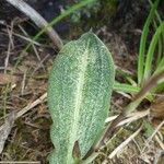 Cynorkis ridleyi Hostoa