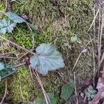 Geum virginianum 葉