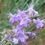 Vitex trifolia Blüte