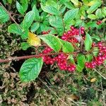 Cotoneaster bullatus ফল