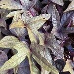 Ipomoea batatas Leaf