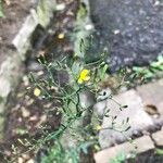 Lactuca muralis Flower