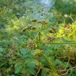 Oenanthe aquatica Fruit