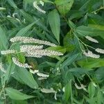 Persicaria lapathifoliaBloem