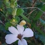Barleria robertsoniae Květ
