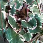 Saxifraga stolonifera Blad