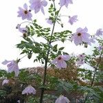 Dahlia imperialis Flor