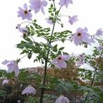 Dahlia imperialis Kukka