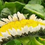 Bellis annuaFlower