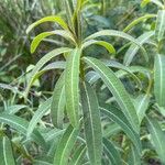 Euphorbia illirica Lapas