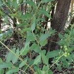 Solanum crispum Habitat