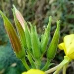 Oenothera × fallax Annet