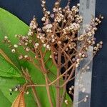 Miconia punctata Άλλα