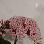 Rogiera amoena Квітка
