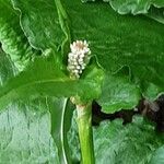 Persicaria lapathifolia Квітка