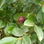 Psidium cattleianum Plod