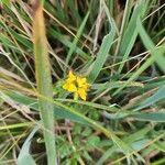 Lotus pedunculatusFlower