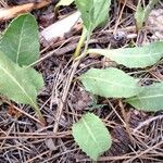 Klasea pinnatifida Leaf