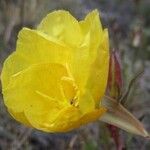 Oenothera stricta Blüte