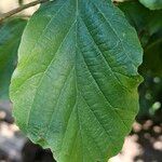 Parrotia subaequalis Hoja