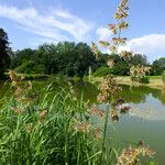 Calamagrostis sesquiflora Хабит