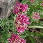 Anthyllis montana 花
