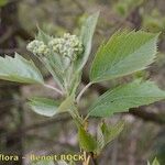 Karpatiosorbus remensis Otro