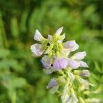 Galega officinalis花