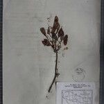 Dalbergia latifolia Arall