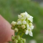 Galium pumilum Кветка