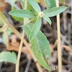 Centaurea hyalolepis 叶