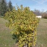 Quercus myrsinifolia Hábito