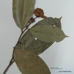 Eschweilera pedicellata Sonstige