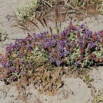 Salvia dorrii Habit